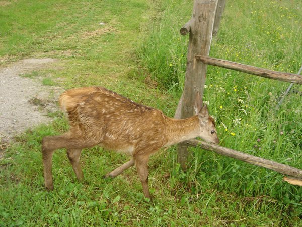 Foto zo života obce